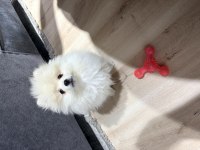 Dişi 6 Aylık Aşıları Tam Pomeranian