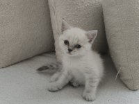 45 Günlük British Shorthair Teslime Hazır