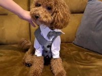 Toy poodle 2 erkek