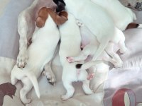 Jack Russell Kısa Bacak (üretici vs değilim)