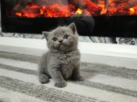 Safkan scottish fold yavrularım
