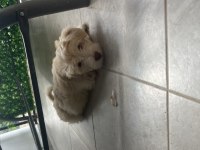 Terierkır ası köpeklerimi sahiplendiriyorum ücretsiz