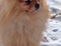 Ayı surat şecereli pomeranian boo erkek