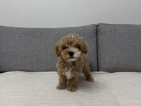 Ev doğumlu poodle yavrum