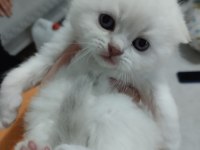 Orjinal safkan british shorthair yavrular