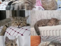 5 aylık erkek british longhair