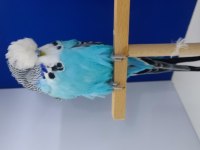 Show Jumbo muhabbet kuşu