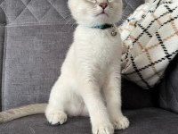 3 aylık erkek british shorthair