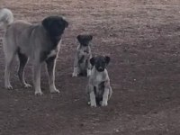 Kangal yavruları