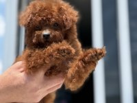 Petmode köpek çiftliğinden redbrown toy poodle