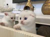 British shorthair ve scottish yavrularımız