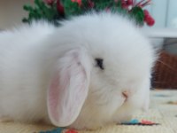 Lop Tavşanı