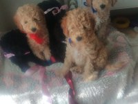 Evde bakılabilecek tek ırk toy poodledir