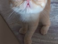1 dişi ve 1 erkek exotic shorthair yavru