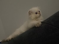 British longhair kedimize yuva arıyoruz