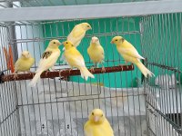Manılua kanaryalar