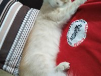 Öksüz Kızım Tekir Kedim