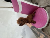 Toy Poodle Kore Kan Esleme İlanı