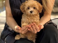 Yurt Dışı Girişli Maltipoo Yavrular