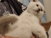 SCOTTİSH FOLD KEDİMİZE YUVA ARANIYOR
