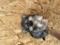 Pomeranian bir dişi bir erkek