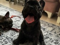 EGZOTİK BLUE TAŞIYICI FRENCH BULLDOG AKILLI ARAYANLARA