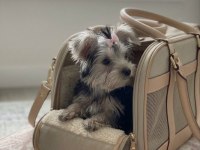 Teacup 6 aylik 900 gr dişi köpeğimiz