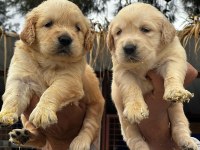 A kalitede birbirinden güzel golden retriever yavrularımız
