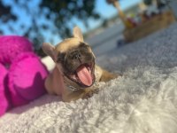 Merle french bulldog bebeklerimiz