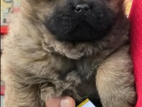 ÇİN ASLANI CHOW CHOW BEBEKLERİMİZ