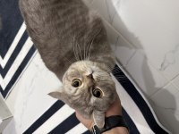 BRİTİSH SHORTHAİR KEDİMİZİ SAHİPLENDİRİYORUZ