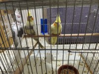 Yeme düşmüş sultan papağanları