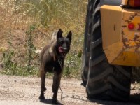 Üst Düzey Alan Koruma Ve Kişi Koruma Safkan Malinois