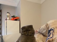 Gerçek aile olacak scottish olana sahiplendirmek istiyorum