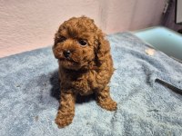 Poodle yavrularımız teslime hazır
