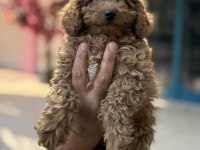 Konya içi elden teslim toy poodle bebekler