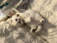 Bebiş kedilerime yeni yuva arıyoruz