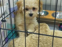 2 Aylık Erkek Maltipoo