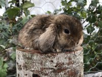 Mini lop tavşanı bebeklerimiz