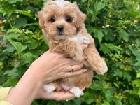 Maltipoo yavrularımız