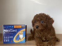 Red Brown Toy Poodle