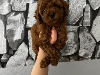 Evde bakılan sağlık ve ırk garantili poodle bebek