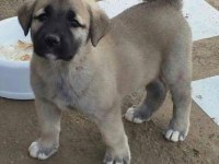 DİŞİ ERKEK SAFKAN SİVAS KANGAL YAVRULARIMIZ