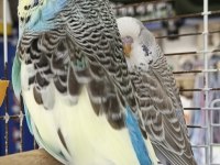 Show Jumbo Muhabbet Kuşları rengarenk erkek dişi