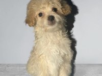 Evinizin Neşesi Maltipoo