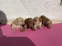 Renk renk toy poodle bebeklerim
