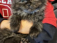 British longhair dişi yavru