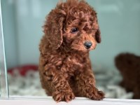 Ruhsatlı çiftlikden Redbrown toy podlle yavrular