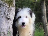 Old eglish sheppdog (BOBTAİL) yavru köpeğimiz