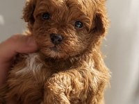Toy Poodle Kore